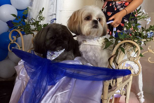 bella dogwed